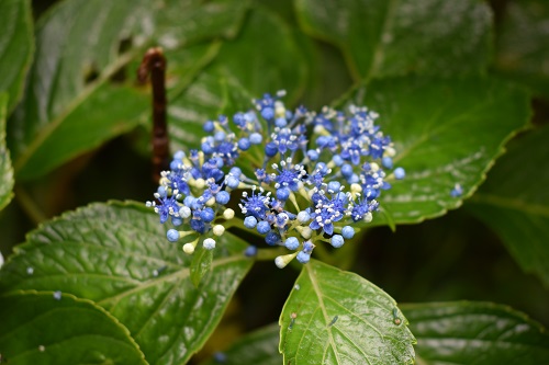 ガクアジサイの両生花