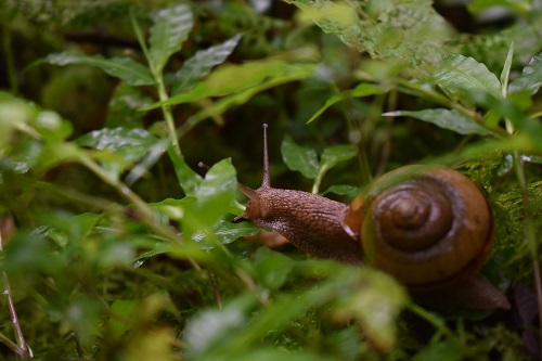 コケに覆われた林床で活動するカタツムリ
