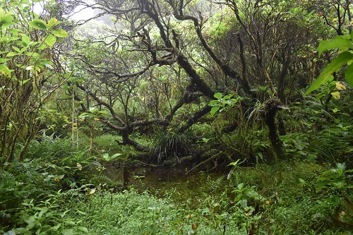 道沿いには湿原や池が点在する