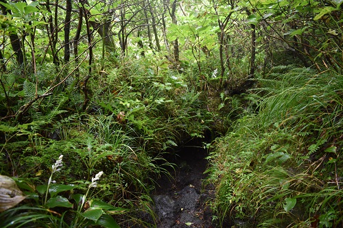 浅間神社へ続く道。鬱蒼とした低木林に囲まれている。