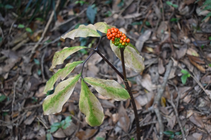 林床に立っていたテンナンショウの仲間。茎の紫色、葉の緑色、実のオレンジ色が綺麗。