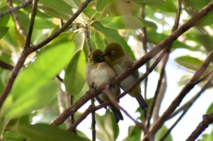 ヒメユズリハの枝の上で寄り添う二羽のシチトウメジロ