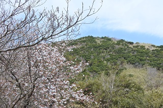 ＜明神ヶ岳とフジザクラ＞