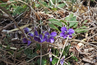 ＜タチツボスミレ＞