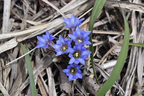 フデリンドウの花。花弁の青色と花粉の黄色が鮮やかで美しい。