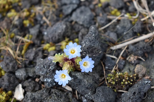 コケリンドウの花。淡い水色の小さな花。