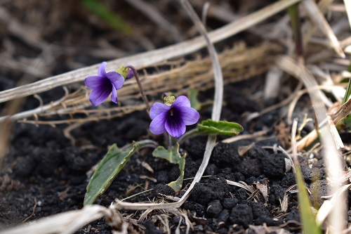 アツバスミレの花。三原山では濃い紫色のタイプが多かった。