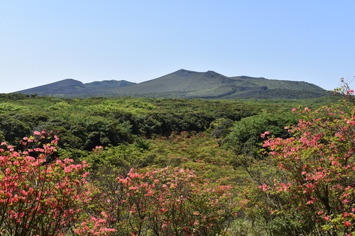 大島温泉ホテル付近つつじ園の展望台から眺めるオオシマツツジと三原山