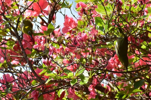 オオシマツツジの茂みにやってきたシチトウメジロ
