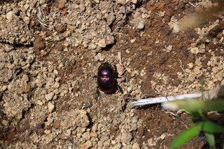 オオセンチコガネ