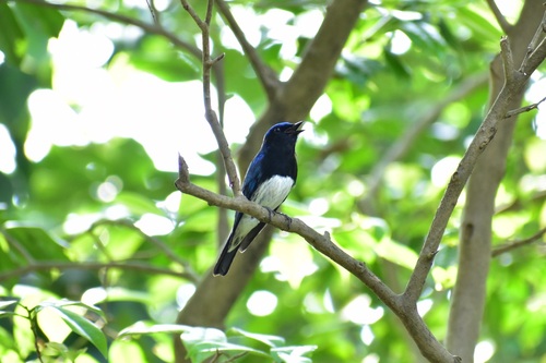 枝にとまってさえずるオオルリ
