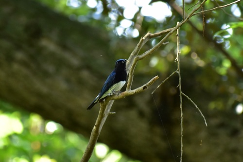 反対側に移動してカメラを向けると、こちらをちらちら見ながらも、さえずり続けていた