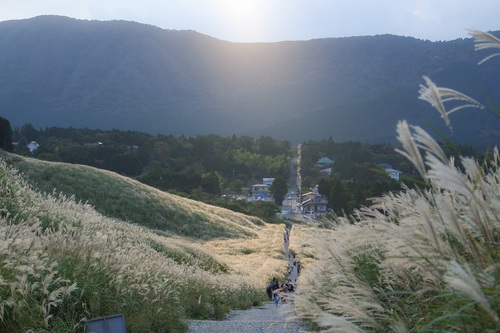 仙石原ススキ遊歩道
