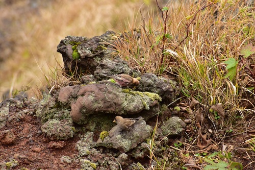 二羽のハギマシコ