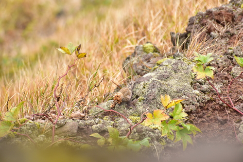 ハチジョウイタドリの種をついばむハギマシコ