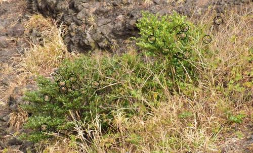 火口周辺の低木に鈴なりになって一休み。表に見えているのは20羽ほどですが、木の中にもたくさんとまっています