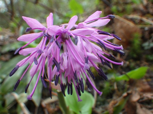 ショウジョウバカマ