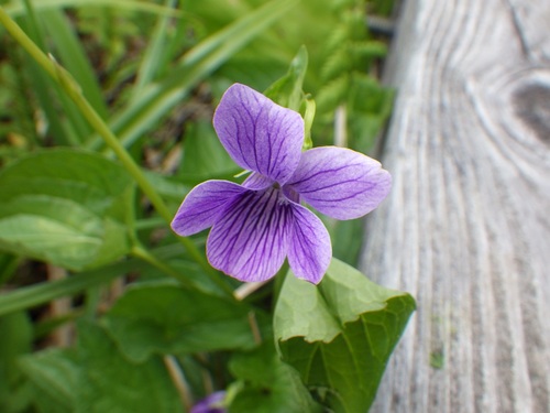オオバタチツボスミレ
