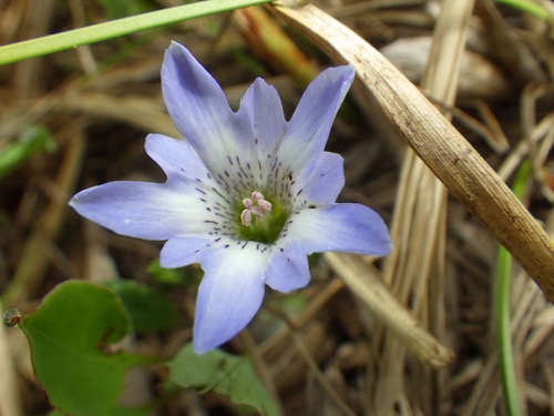 タテヤマリンドウ