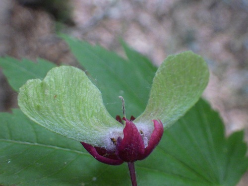ハウチワカエデのタネ