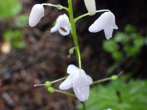 可憐なオサバグサの花