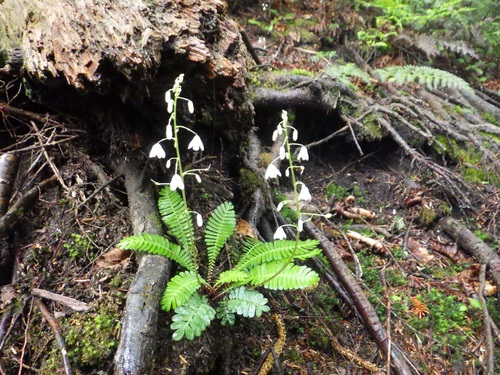 林床に生えるオサバグサ
