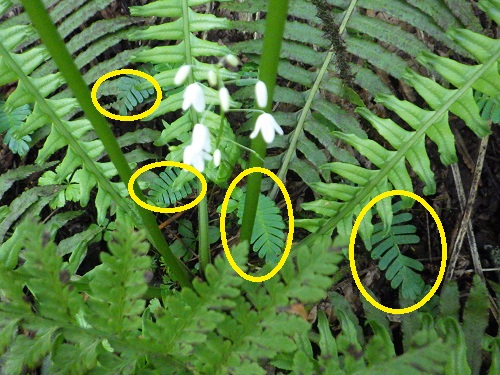 黄色円内がオサバグサの葉