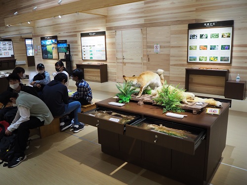 一番奥に設置されているキツネの剥製