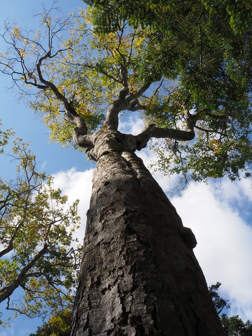 堂々としたブナの巨木