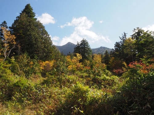 色とりどりの紅葉