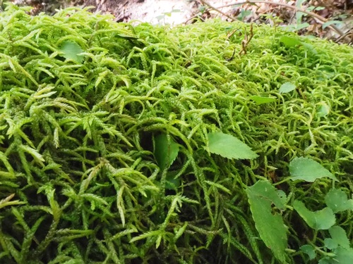 岩の上に密生するミズゴケ