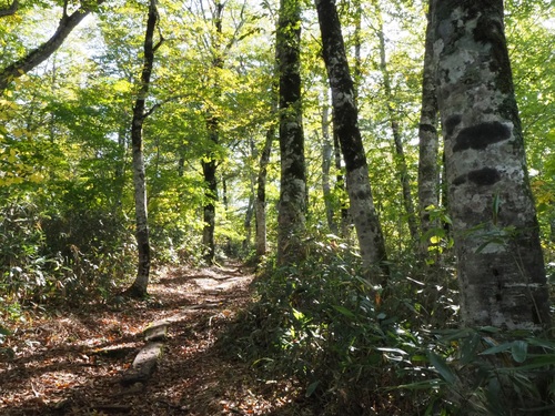 明るいブナ林を通る裏燧林道