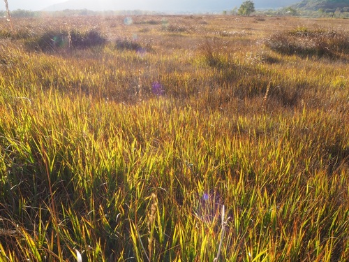 逆光の中で黄金色に輝くイネ科植物