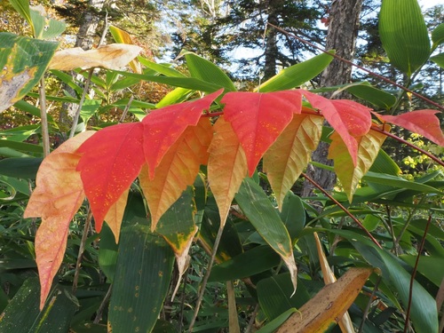 ひときわ目立つ鮮やかな赤