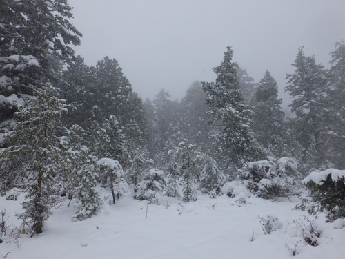 初雪に覆われた裏燧林道