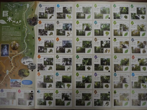 巨木マップの内容
