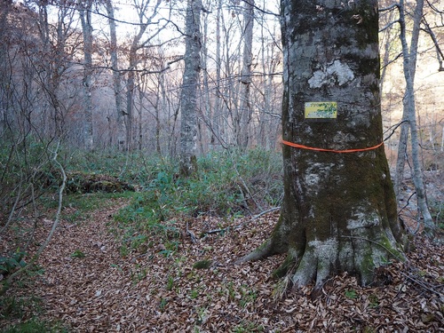 第31番目の巨木ブナ