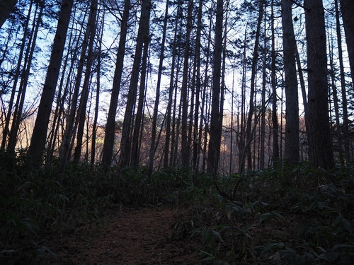 ブナ林の終わり