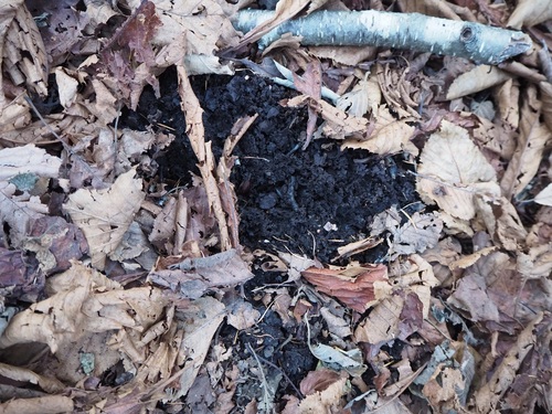 落ち葉の下の土の色