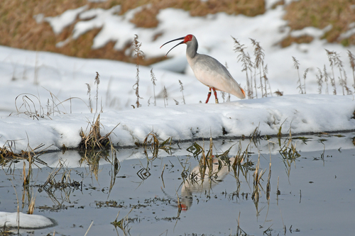 【2022年1月25日現在の着色段階はレベル１aから１ｂくらい】