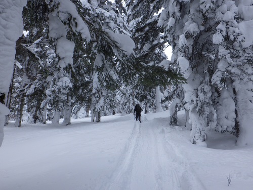 モービルの跡をたどって歩きました