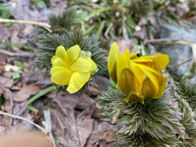福寿草の花(左)とツボミ(右)