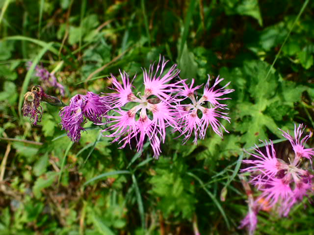 ピンク色が鮮やかなタカネナデシコ