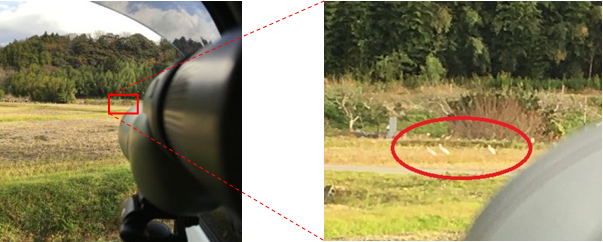 トキの位置拡大