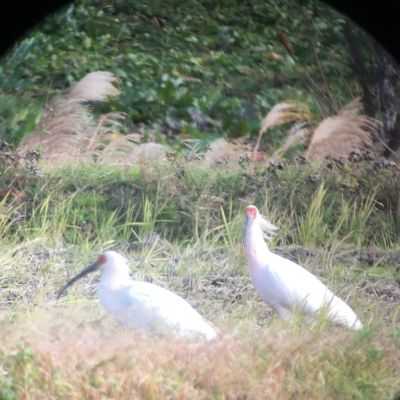 スコープから覗いて見るトキ