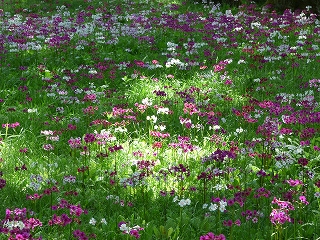 一面クリンソウに覆われています