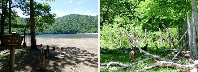 西ノ湖。　逃げ惑うシカ。