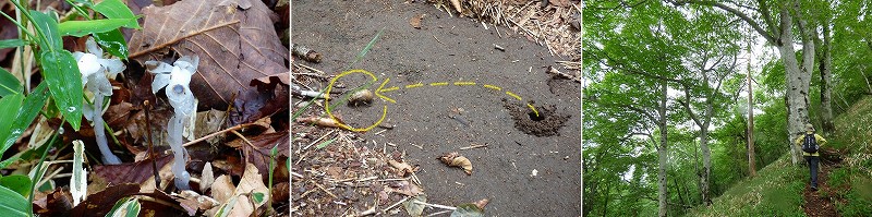 ギンリョウソウ、地上界へ出たてのセミ、ブナ林