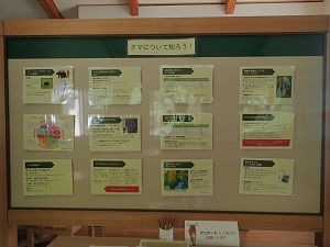 （新展示「クマについて知ろう！」）