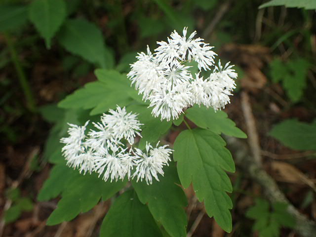 大樺沢ルートで見つけたカラマツソウ